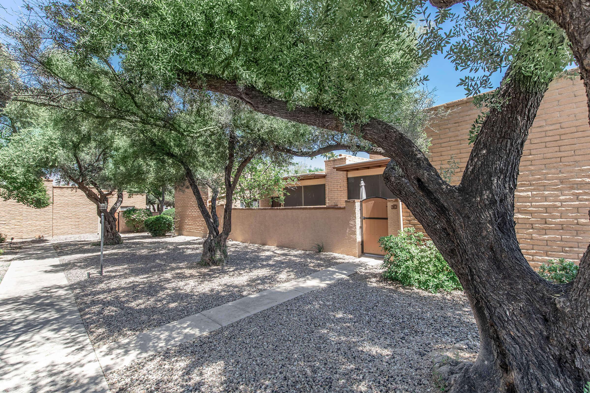 A serene backyard scene with two large, leafy trees and a gravel pathway. The landscape features a light brown adobe wall, green shrubs, and a pathway leading to a brown door, set against a bright blue sky. The overall atmosphere is peaceful and inviting, suitable for outdoor relaxation.